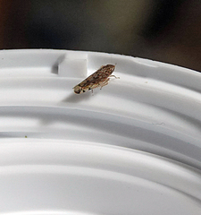 Osbornellus borealis