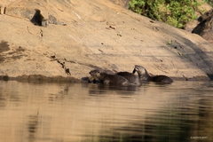 Lutrogale perspicillata