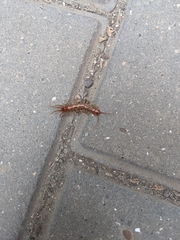 Lithobius forficatus