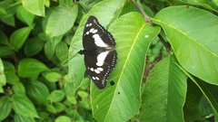 Pseudacraea