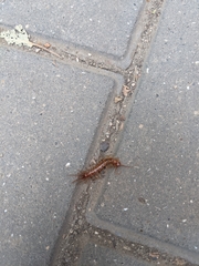 Lithobius forficatus