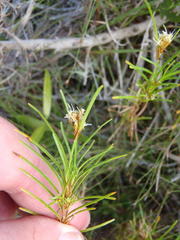 Ficinia ramosissima