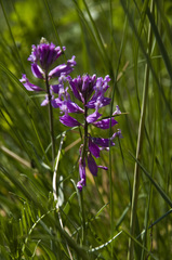 Polygala major
