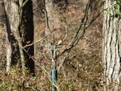 Thryothorus ludovicianus