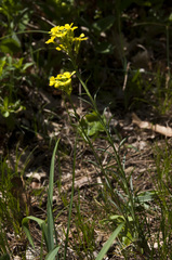 Erysimum sylvestre