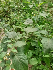 Solanum nigrum