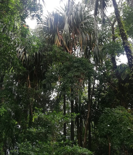 Pandanus hornei