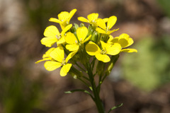 Erysimum sylvestre