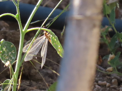 Macronemurus
