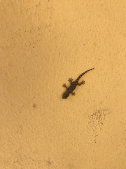 Tarentola mauritanica