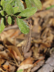 Macronemurus