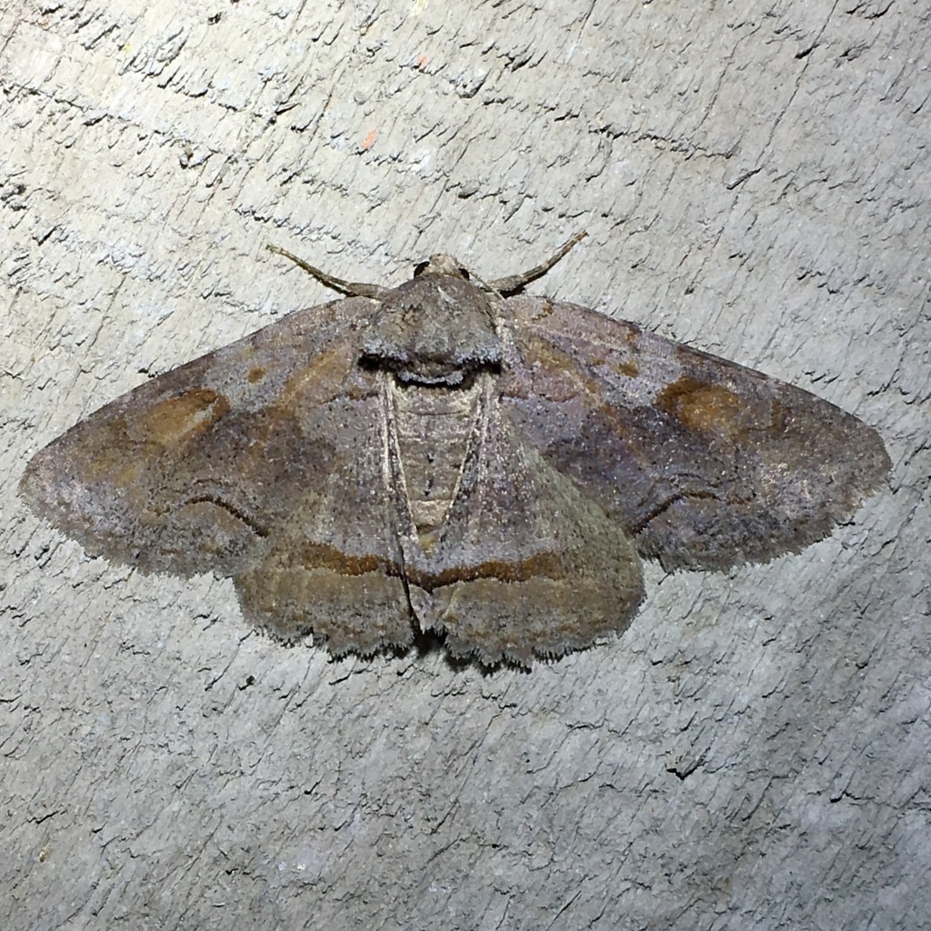 Oblique Zale Moth