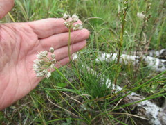 Allium stellerianum