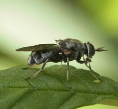 Adoxomyia heminopla