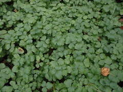 Waldsteinia ternata