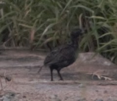 Ortygornis pondicerianus
