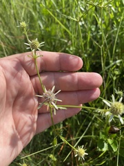Eryngium integrifolium