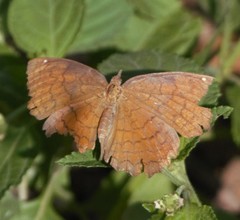 Ariadne ariadne