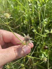 Eryngium integrifolium