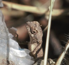 Sitana ponticeriana