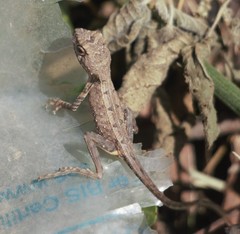 Sitana ponticeriana