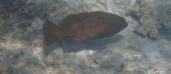 Epinephelus rivulatus