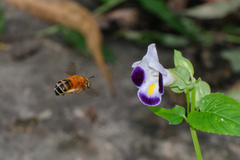 Amegilla florea