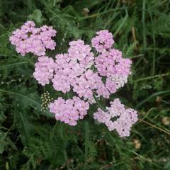 Achillea distans