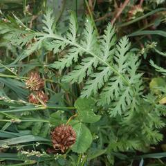 Achillea distans