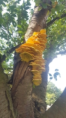 Laetiporus sulphureus