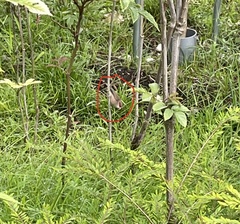 Estrilda troglodytes