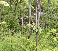 Estrilda troglodytes