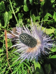 Eryngium alpinum