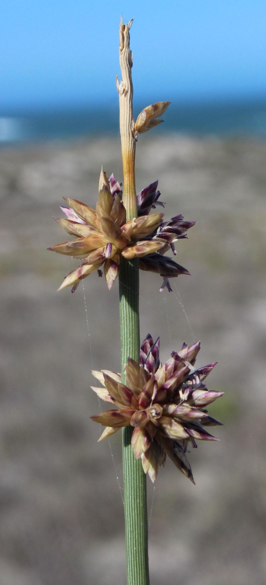 Cladoraphis cyperoides
