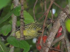 Crithagra scotops umbrosa