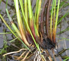 Eleocharis limosa