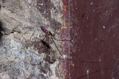 Smeringopus pallidus