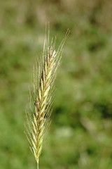 Hordeum bulbosum