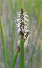 Eleocharis limosa