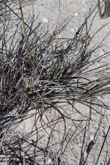 Cladoraphis cyperoides