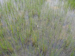 Eleocharis limosa