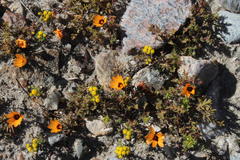 Dimorphotheca pinnata