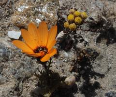 Dimorphotheca pinnata