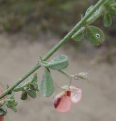 Indigofera sp7