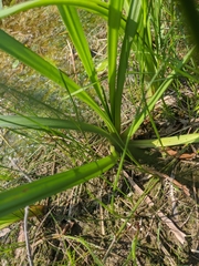 Sparganium erectum