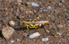 Pirithoicus ophthalmicus
