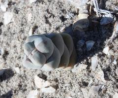 Crassula plegmatoides