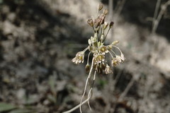 Allium paniculatum