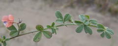 Indigofera sp7