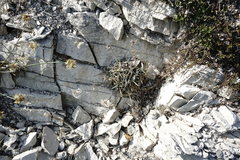 Convolvulus calvertii